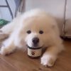 Hemp Calm K9 - chews for pets - Image 4